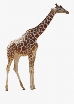Giraffe Clipart Transparent Background - Jirafa Real Con ...