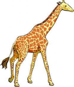 Giraffe clipart real animal pencil and in color giraffe ...