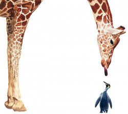 Penguin Giraffe Bird Poster Watercolor painting - Giraffes and ...