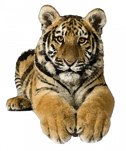 Realistic clipart tiger - Pencil and in color realistic clipart tiger
