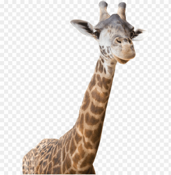 freeuse download giraffe clipart realistic - real giraffe ...