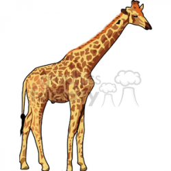 Full body profile of tall giraffe clipart. Royalty-free clipart # 129677