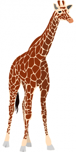 giraffe png - Free PNG Images | TOPpng