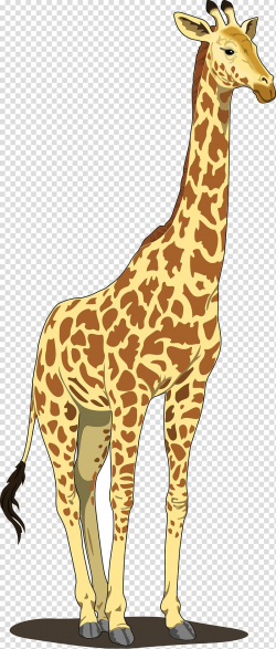 Giraffe Blog , Giraffe transparent background PNG clipart ...