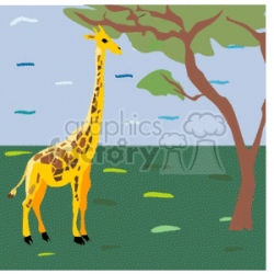 Giraffe standing under tree in open green plains clipart. Royalty-free  clipart # 129681