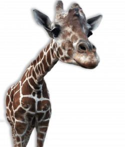 Giraffe transparent PNG - StickPNG