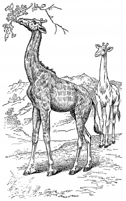 Two Giraffes Vintage Clipart - Free Clip Art