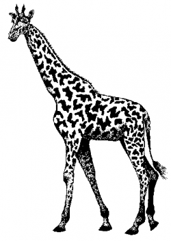 Image of baby giraffe clipart 7 clip art 3 - WikiClipArt