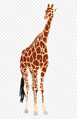 Giraffe, Africa, Safari, Wildlife, Animal, Zoo, Nature ...