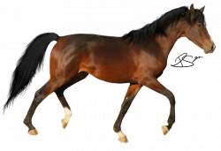 Precut Horse 1 by PanchieStock on DeviantArt