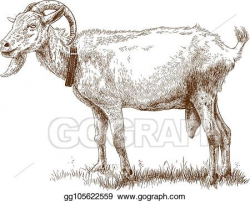 Vector Illustration - Engraving big goat. Stock Clip Art ...
