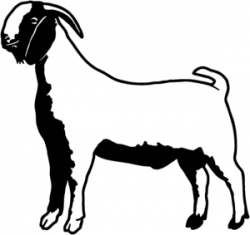 Boer Goat Decals STOA#10 Vinyl Window Decal | Wendys ...