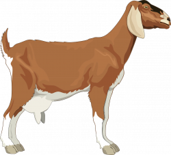 Boer goat Black Bengal goat Clip art - Brown goat 1280*1164 ...