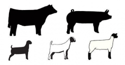 Image result for livestock show animal clip art | Cloverbud ...