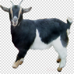 Family Cartoon clipart - Goat, Goats, transparent clip art