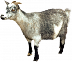 Goat Icon PNG | Web Icons PNG