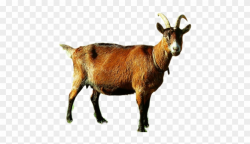 Billy Goat Clipart Indian Goat - Goats Cows And Camel, HD ...