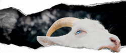 PAYDAY 2: Goat Simulator Heist - OVERKILL Software