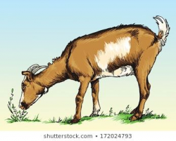 Goat eat grass clipart 6 » Clipart Portal