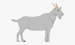 Goat Clipart Gray - Digestive Tract Of Goat #93348 - Free ...