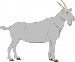 Gray Goat Clip Art at Clker.com - vector clip art online ...