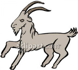 Mean Grey Goat - Royalty Free Clipart Picture