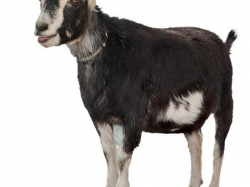 Free Goat Clipart, Download Free Clip Art on Owips.com