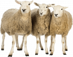 Three Sheep transparent PNG - StickPNG