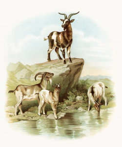 Free Vintage Image ~ Goats at the Farm - Old Design Shop Blog