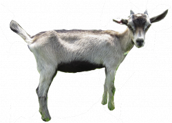 Pine Island [Goat] Farm | lucy leith