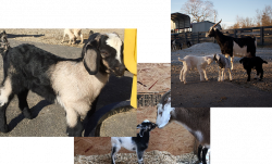 Honey Stables Ranch - New Zealand Kiko Goats for Sale - Kentucky