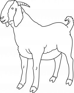 Goat Ink Line Art Stock Vector Image: 49030929, goat line drawing ...