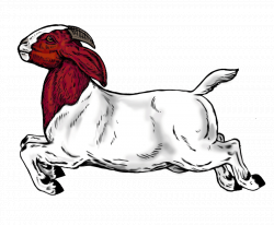 28+ Collection of Boer Goat Drawing | High quality, free cliparts ...