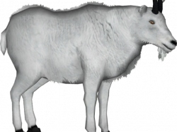 Pygmy goat The Angry Goat Pub Sheep Milk Clip art - sheep ...