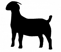 Registered Fullblood and Percentage Boer Goats | Mayne Boer Goats