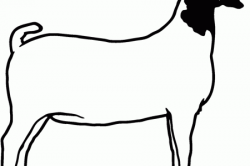 Boer Goat Silhouette | Free download best Boer Goat ...