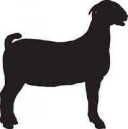 Pin by Erika Clawson on Goats | Boer goats, Goats, Cute goats