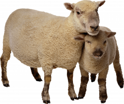 Sheep Mother and Baby transparent PNG - StickPNG