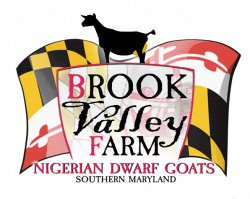 BROOK VALLEY FARM - Nigerian Dwarf Dairy Goats for milk and show in ...