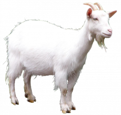 Goat Clip art - Goat Picture 920*869 transprent Png Free Download ...