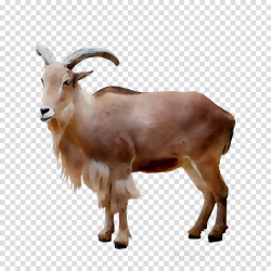 Mountain Cartoon clipart - Goat, Cattle, Goats, transparent ...