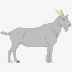 Goat Clipart Gray - Digestive Tract Of Goat #93348 - Free ...