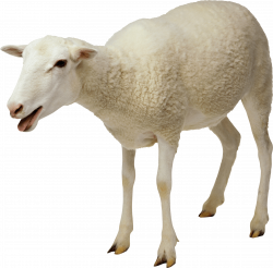 White Sheep transparent PNG - StickPNG