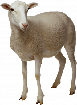 Sheep Looking transparent PNG - StickPNG