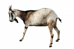 Goat PNG Image - PurePNG | Free transparent CC0 PNG Image Library