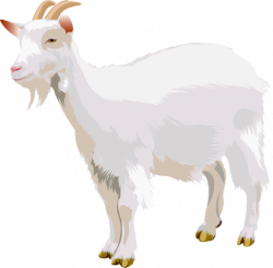 Goat Clipart PNG Image - Picpng