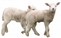 Lambs PNG Clipart Picture | Gallery Yopriceville - High-Quality ...