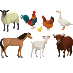 Cattle Goat Sheep Livestock - Farm animal vector illustration 1500 ...
