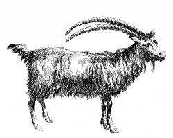 Antique Clip Art - Goat - Ibex - The Graphics Fairy
