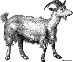 Vintage clipart goat